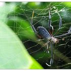 Seidennetzspinne mit Fang - São Tomé e Príncipe