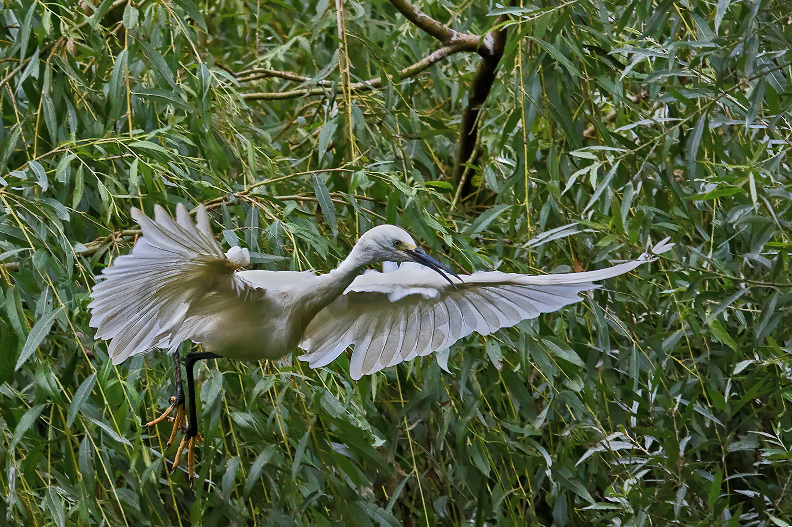 Seidenreiher 003