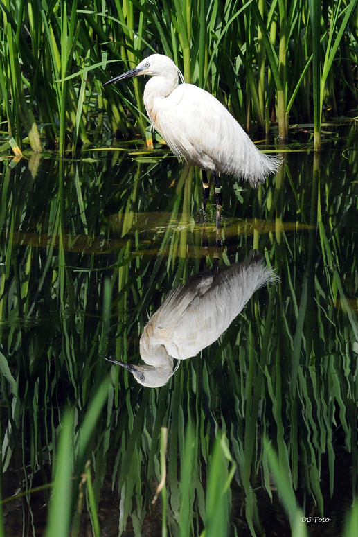 Seidenreiher