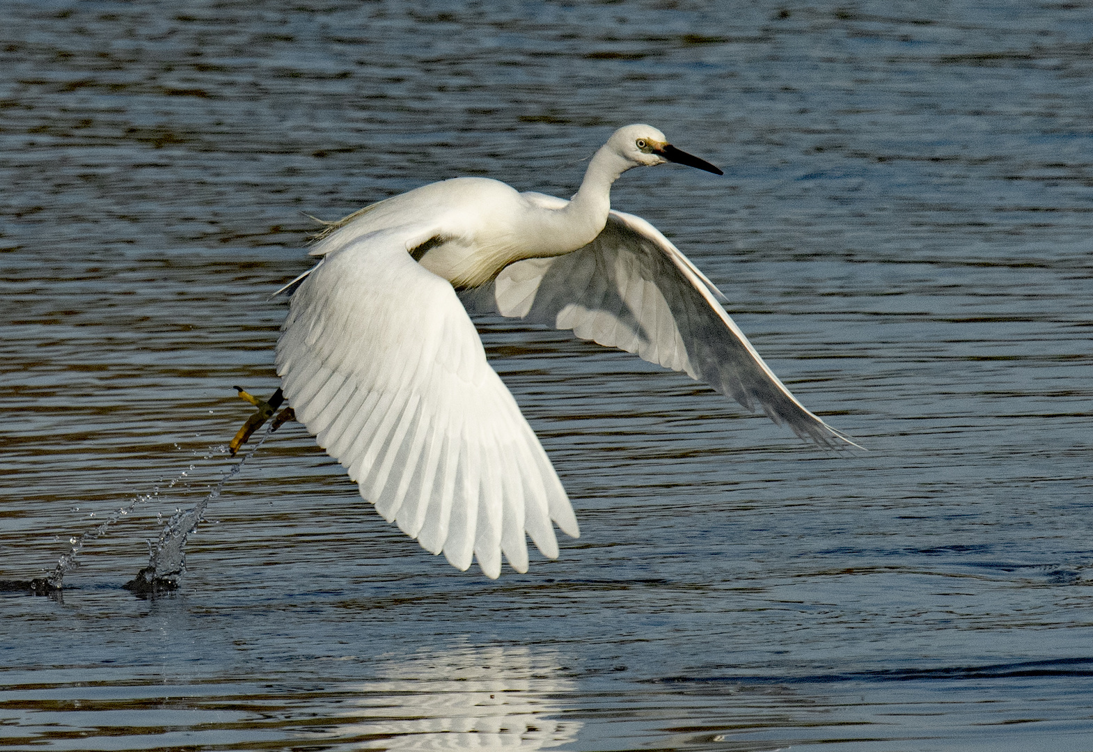 Seidenreiher 1