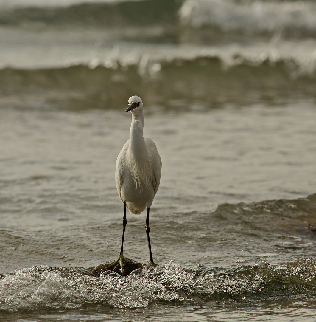 Seidenreiher 2 am Strand