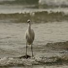 Seidenreiher 2 am Strand