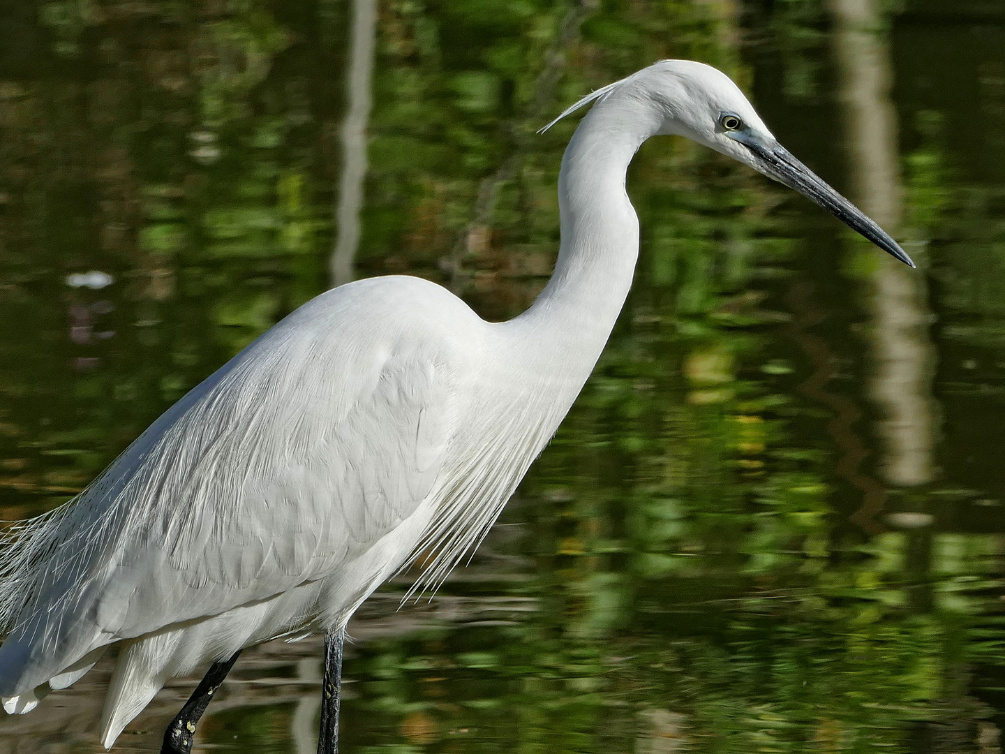 Seidenreiher