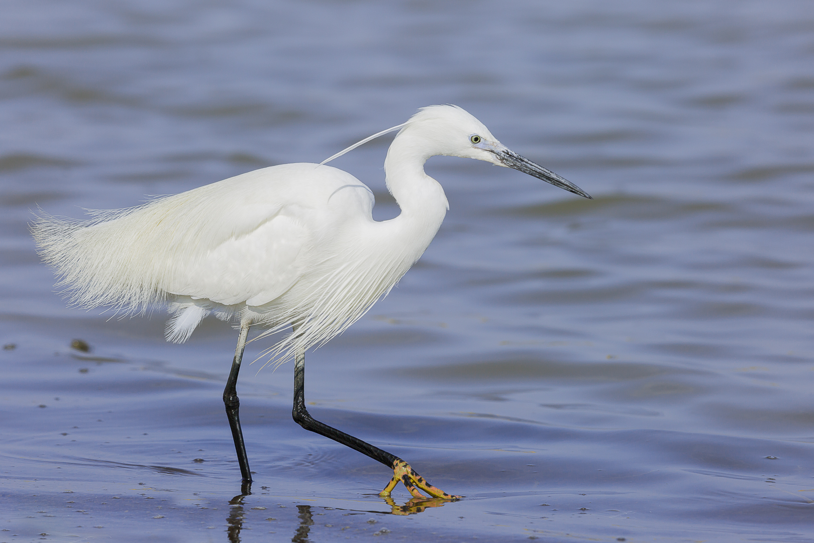 Seidenreiher Foto & Bild tiere, wildlife, wild lebende vögel Bilder