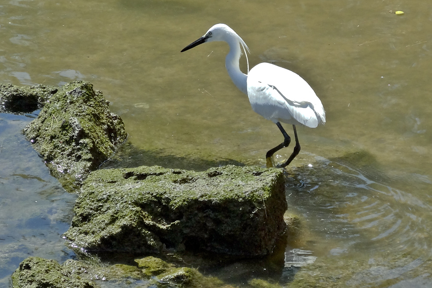 Seidenreiher