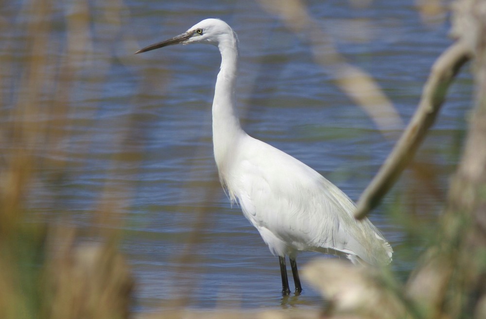 Seidenreiher