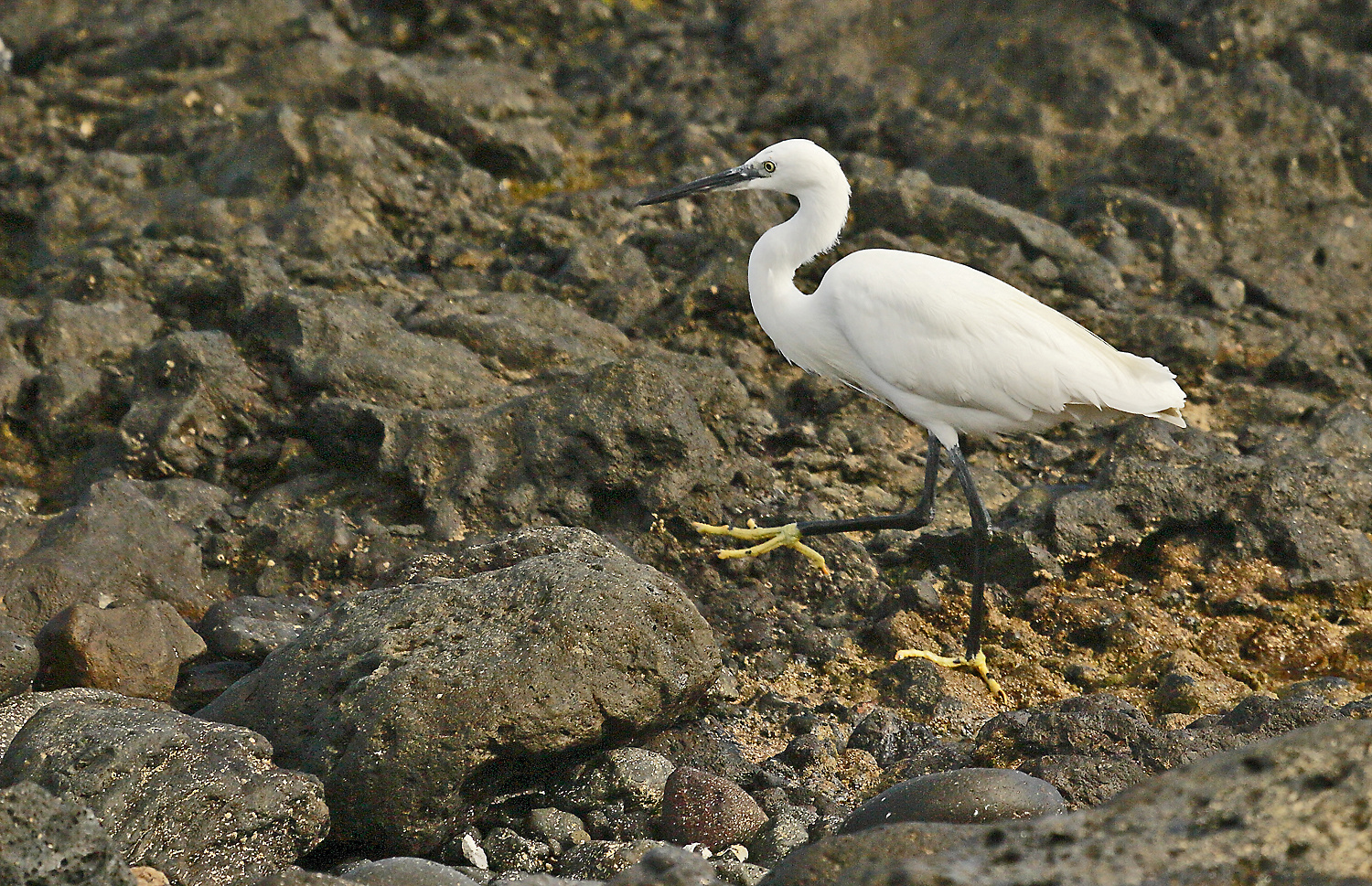 Seidenreiher