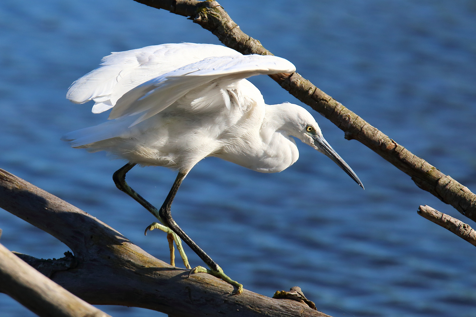 Seidenreiher Foto & Bild tiere, wildlife, natur Bilder auf