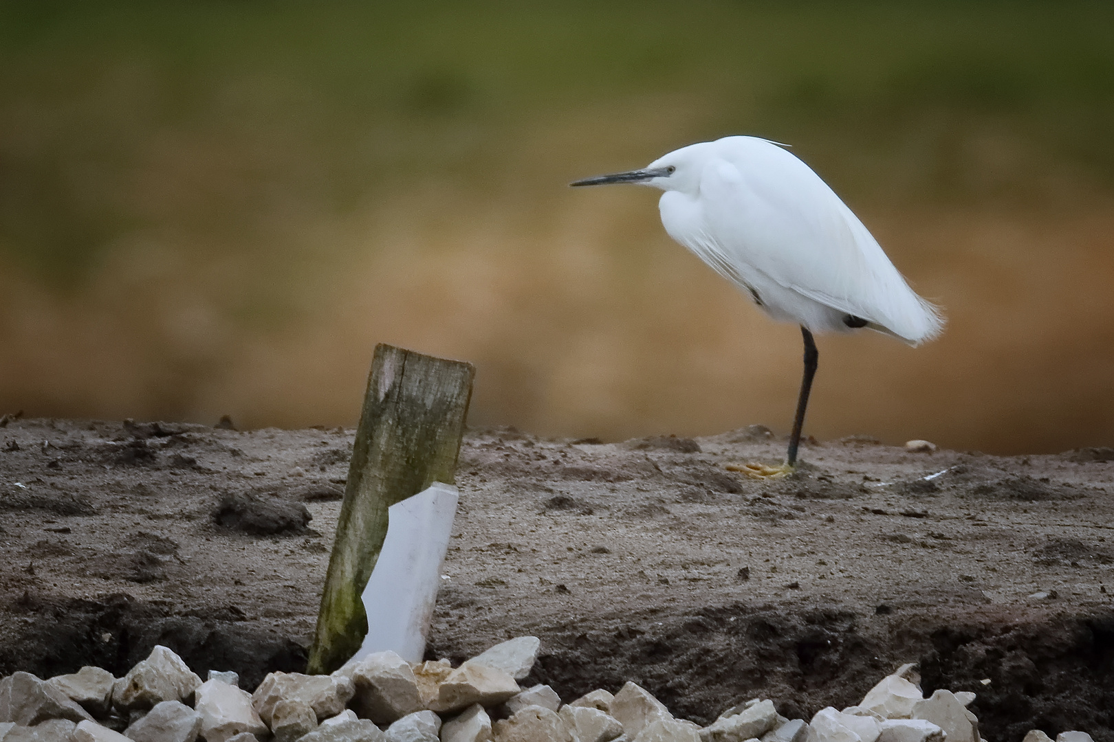 Seidenreiher am 29.Januar 2018