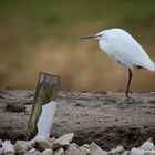 Seidenreiher am 29.Januar 2018