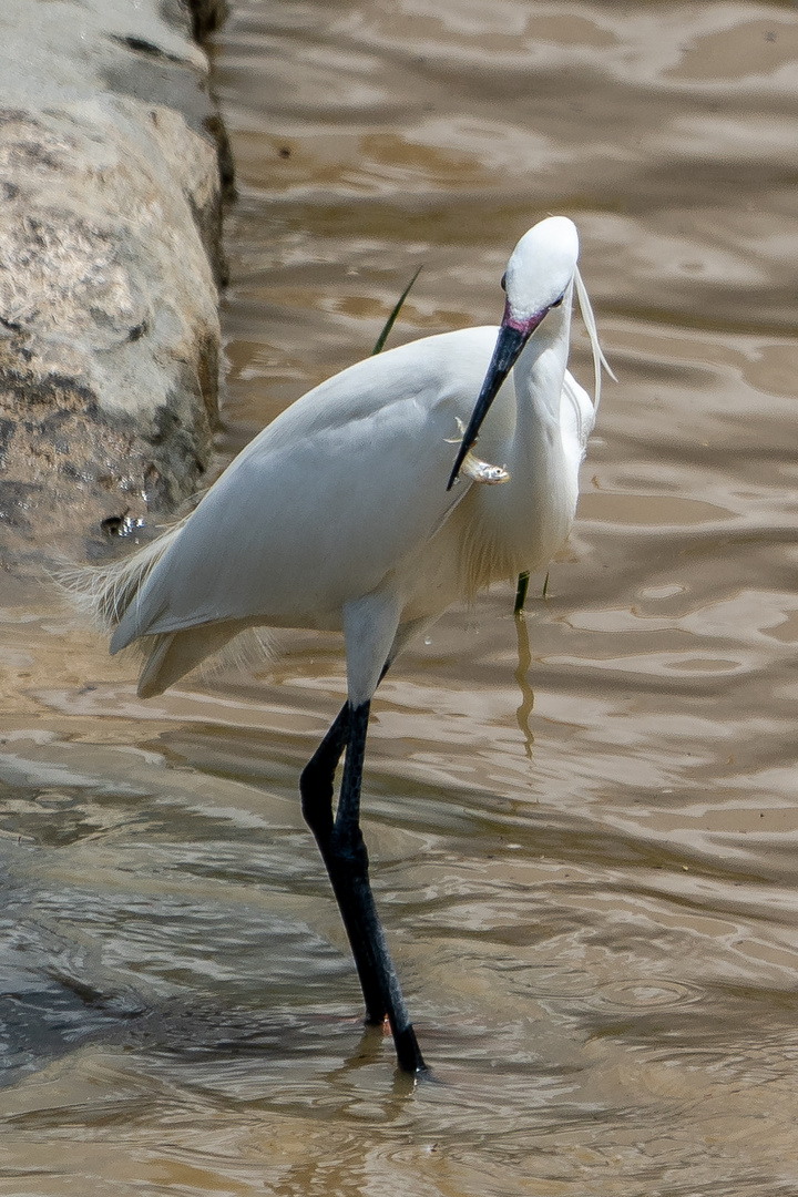 Seidenreiher am Arno