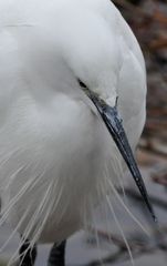 Seidenreiher am Klingnauer Stausee 2015