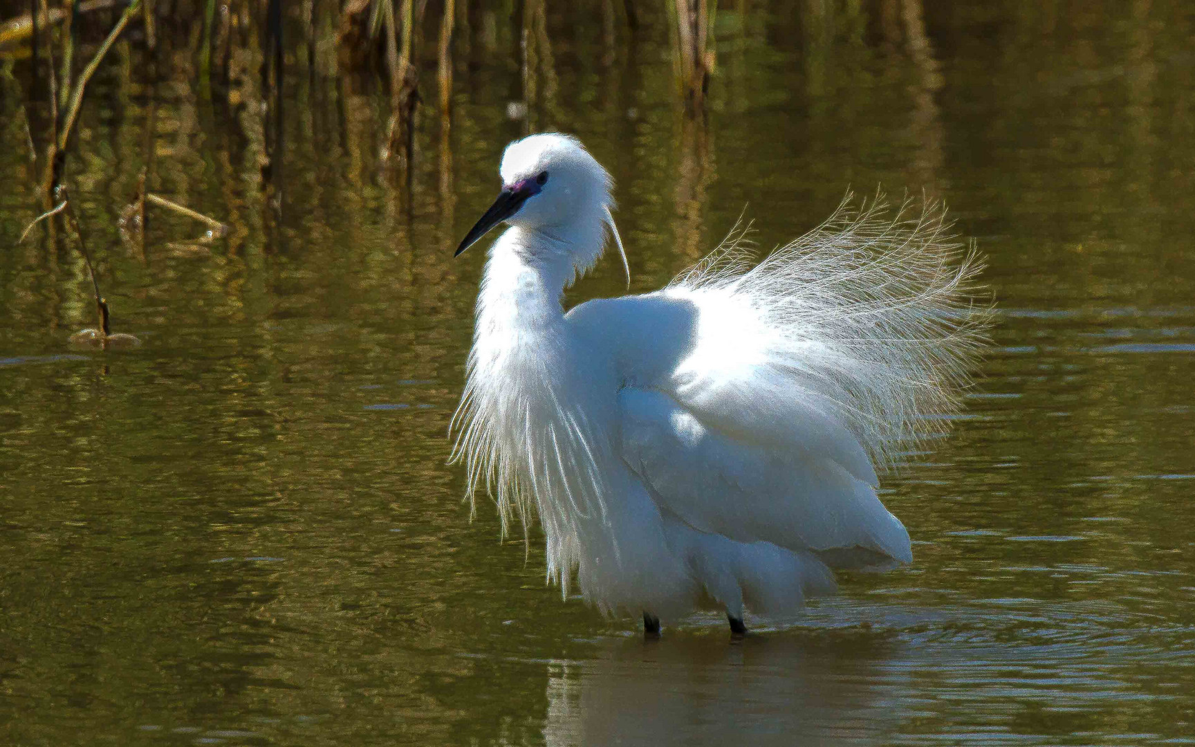 Seidenreiher am Neusiedler