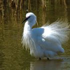 Seidenreiher am Neusiedler