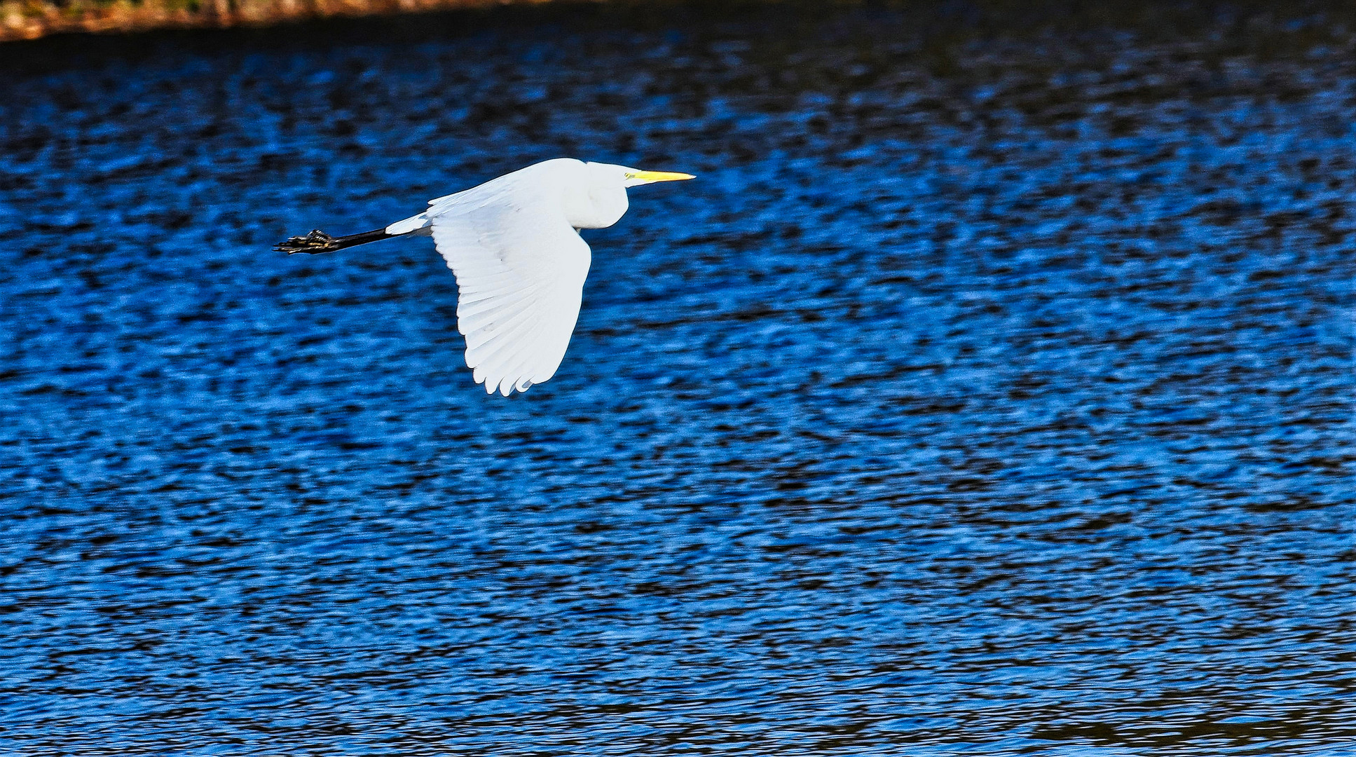 Seidenreiher am Plessower See 