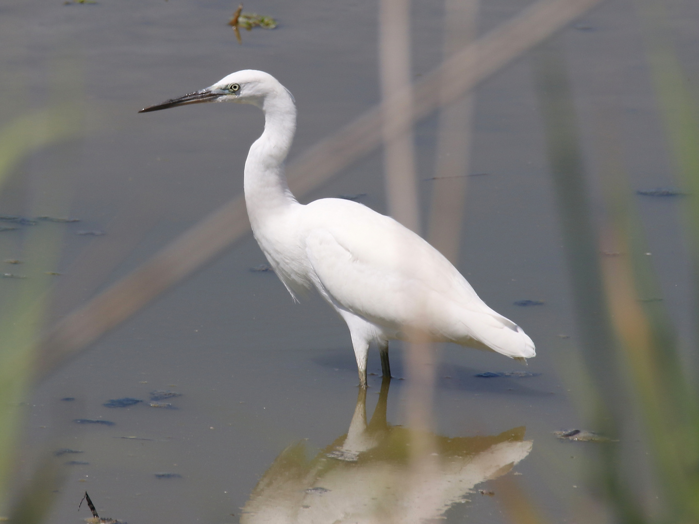 Seidenreiher am Po-Delta