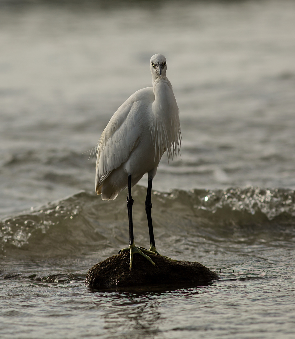 Seidenreiher  am Strand