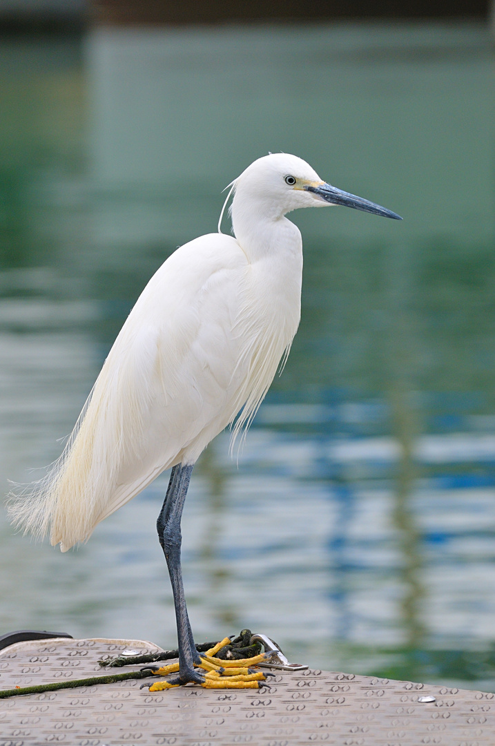 Seidenreiher am Zugersee