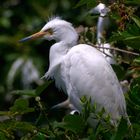 Seidenreiher auf Alcatraz