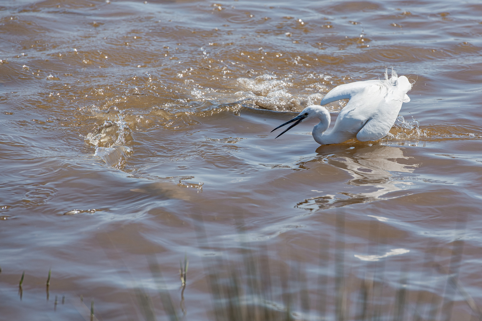 Seidenreiher auf der Jagd