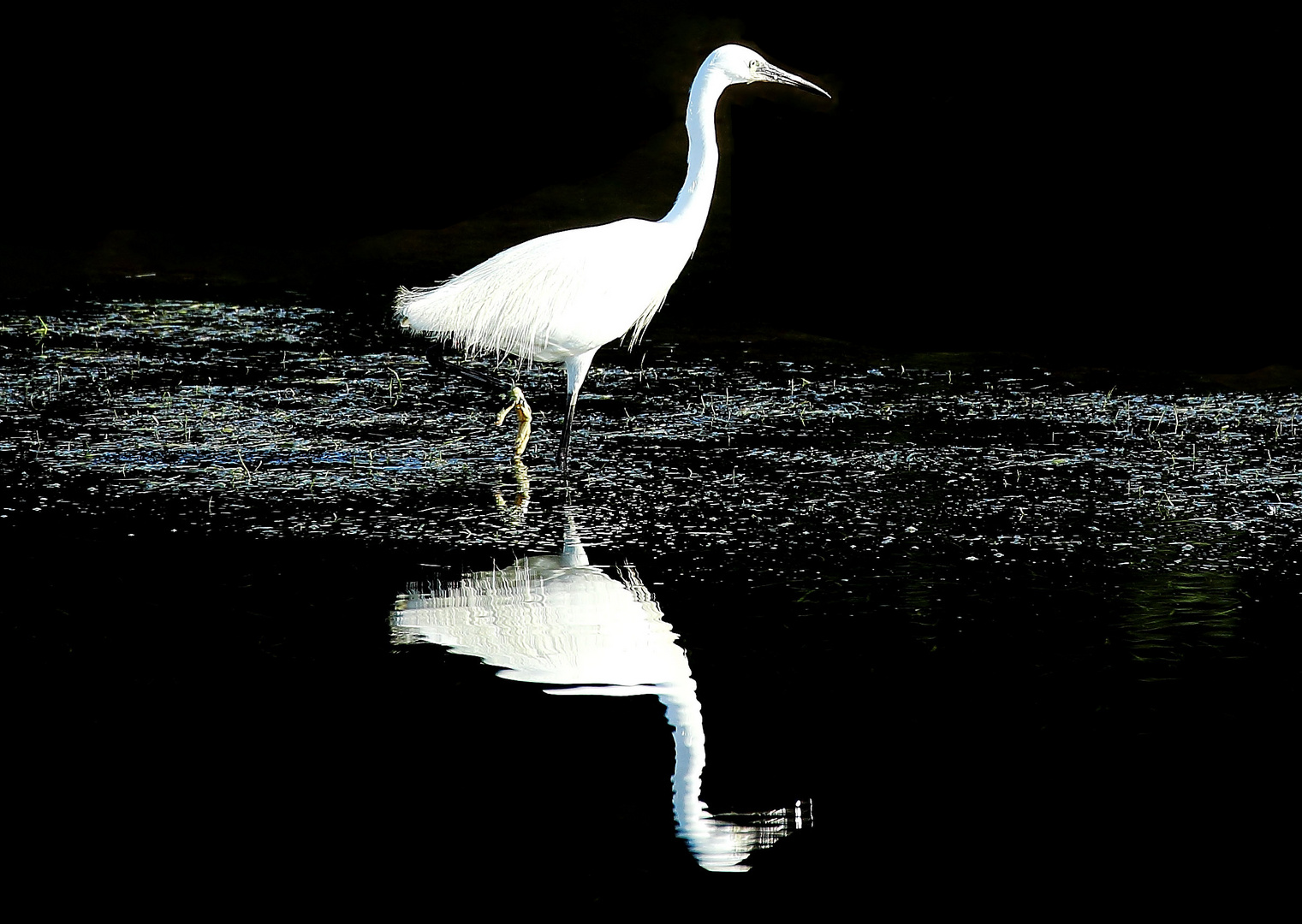 Seidenreiher auf der Pirsch