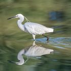 Seidenreiher – Auf Nahrungssuche