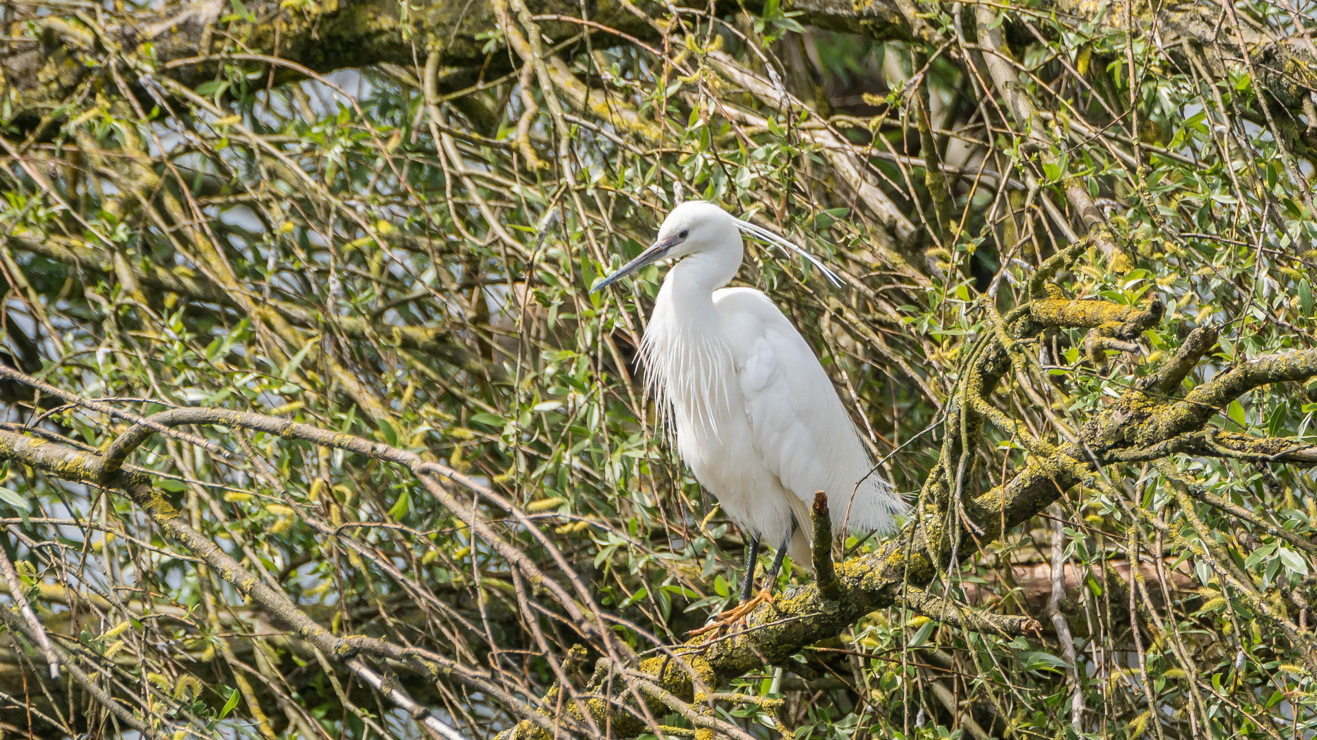 Seidenreiher aus den Rheinauen