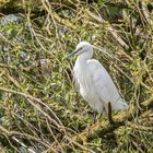 Seidenreiher aus den Rheinauen