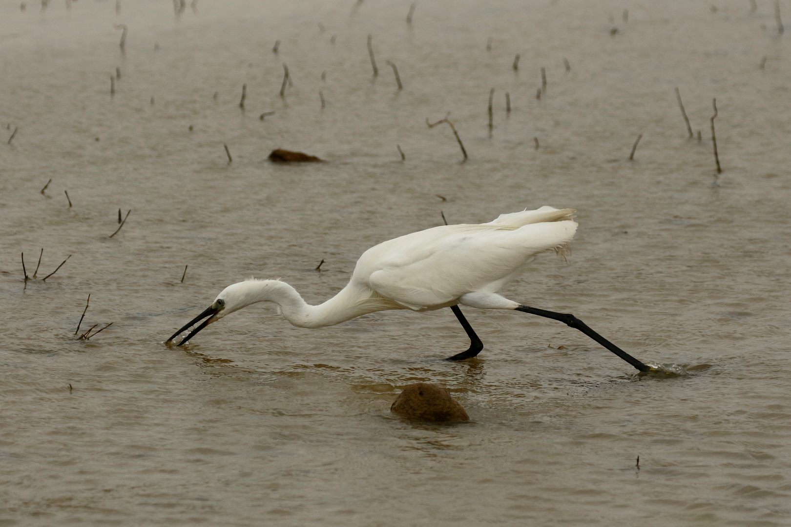 Seidenreiher bei der Jagd