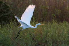 Seidenreiher beim Abflug