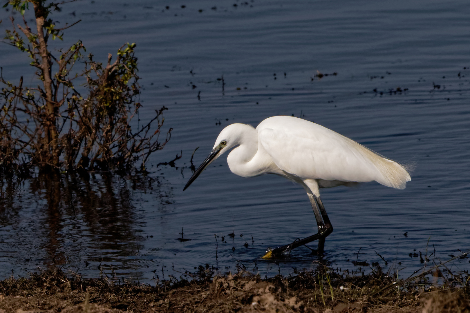 Seidenreiher Foto & Bild großvögel, natur, tiere Bilder auf