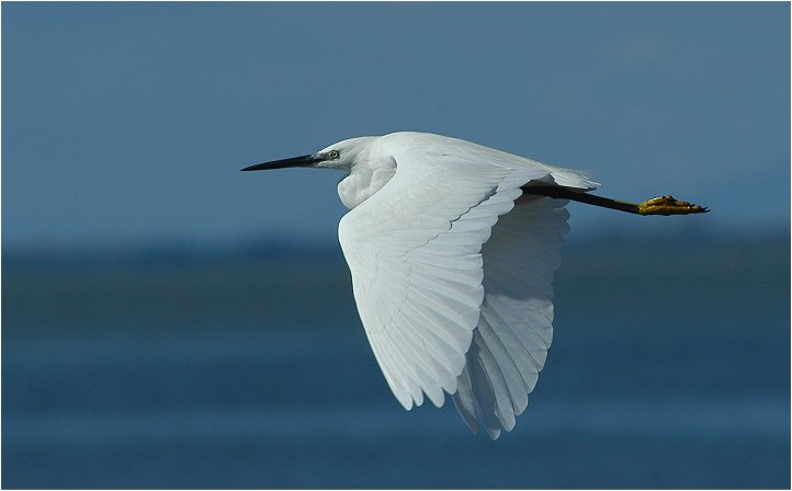 Seidenreiher (Camargue)