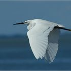 Seidenreiher (Camargue)