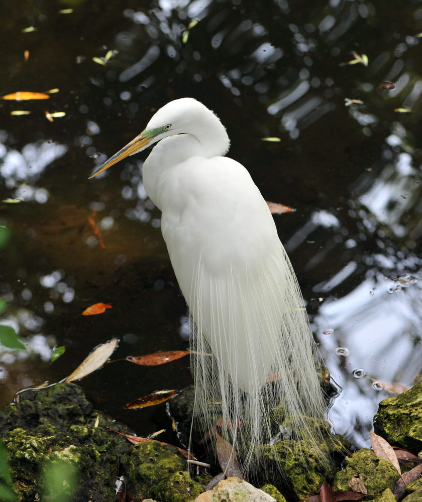 Seidenreiher