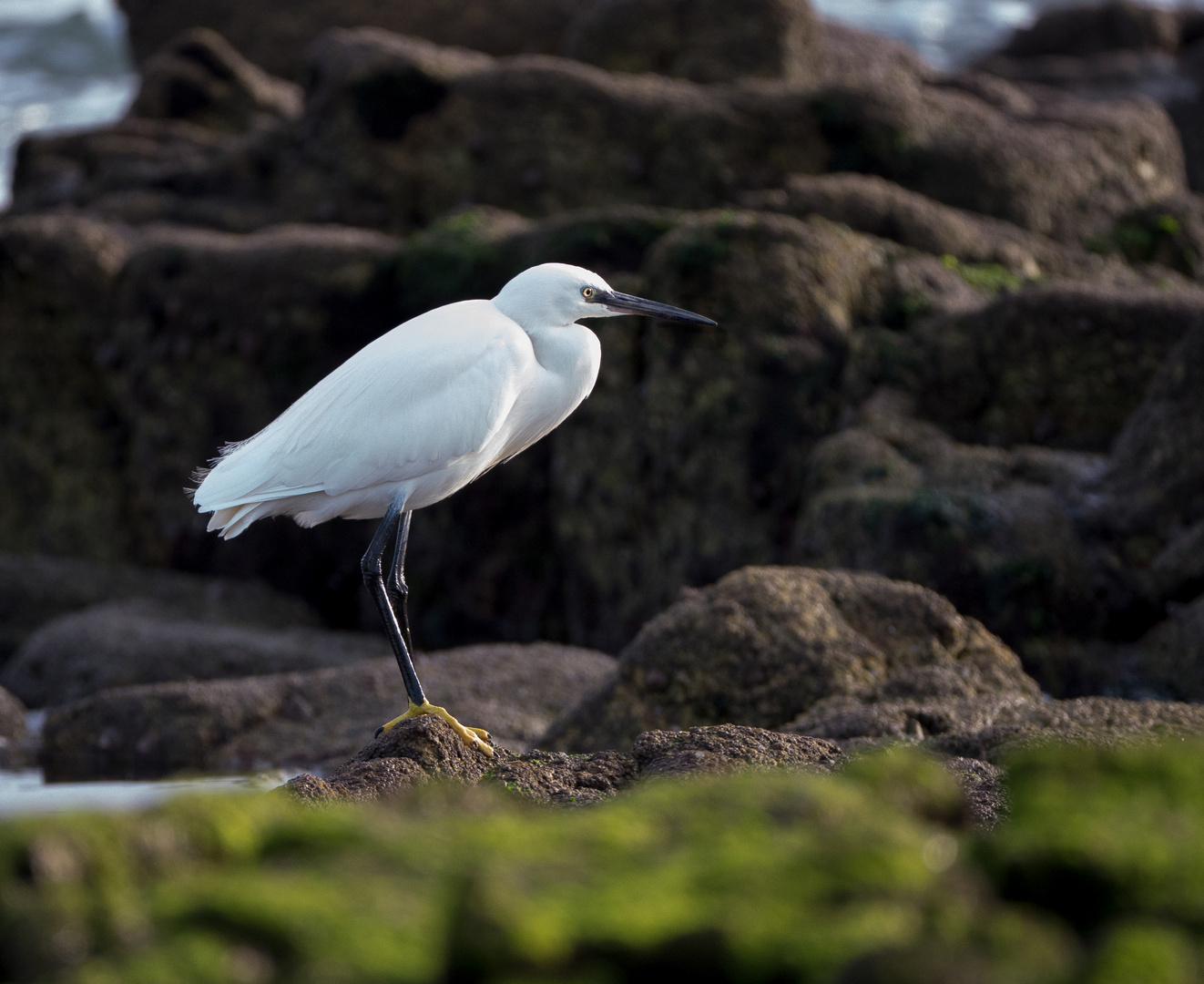 Seidenreiher (Egretta garzetta).