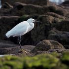 Seidenreiher (Egretta garzetta).