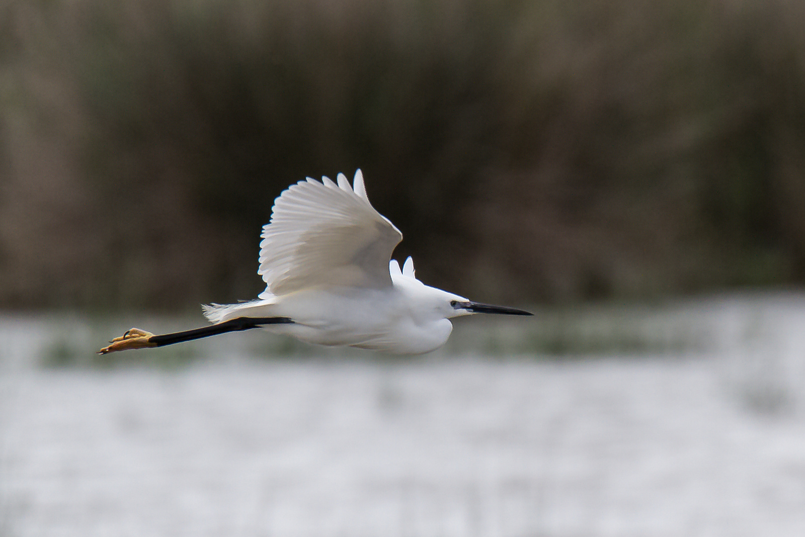  Seidenreiher (Egretta garzetta)