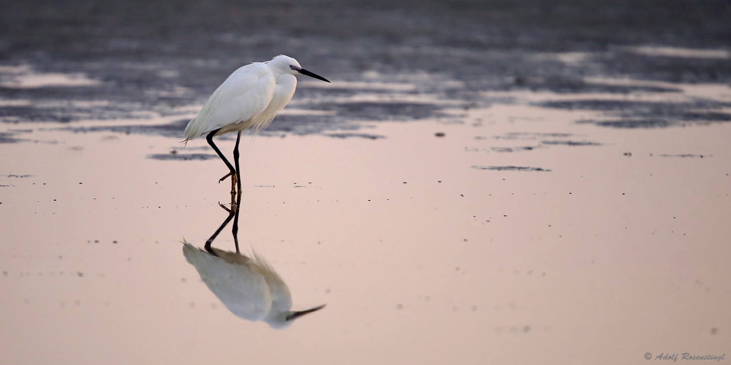 Seidenreiher (Egretta garzetta)..