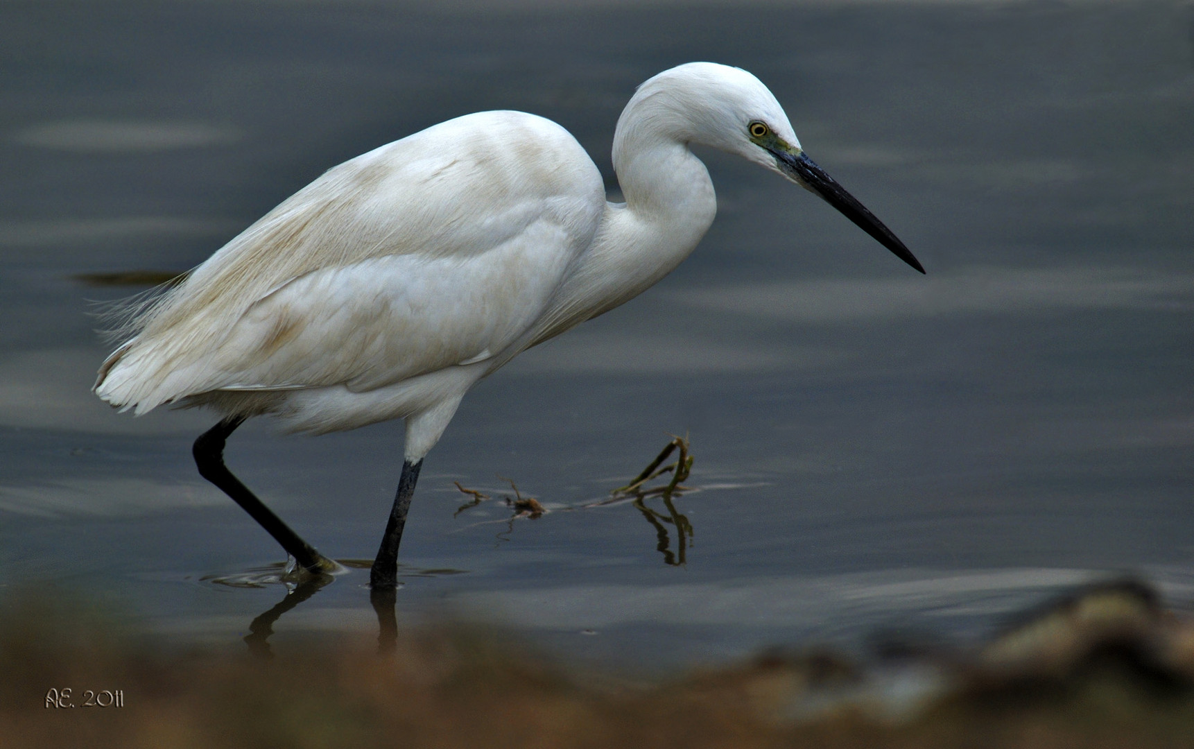 Seidenreiher ( Egretta garzetta )