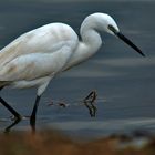 Seidenreiher ( Egretta garzetta )