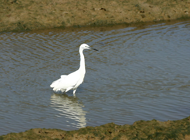 Seidenreiher - Egretta garzetta