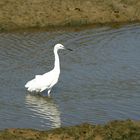 Seidenreiher - Egretta garzetta