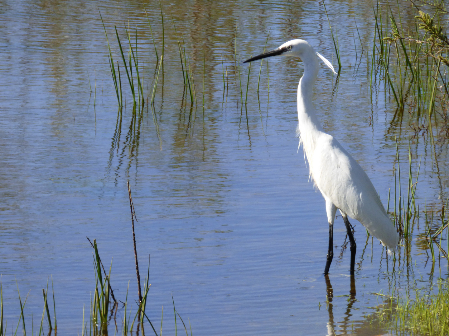 Seidenreiher (Egretta garzetta)