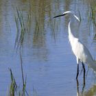 Seidenreiher (Egretta garzetta)