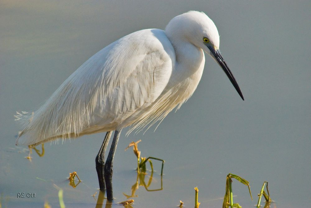 Seidenreiher ( Egretta garzetta )