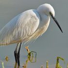 Seidenreiher ( Egretta garzetta )