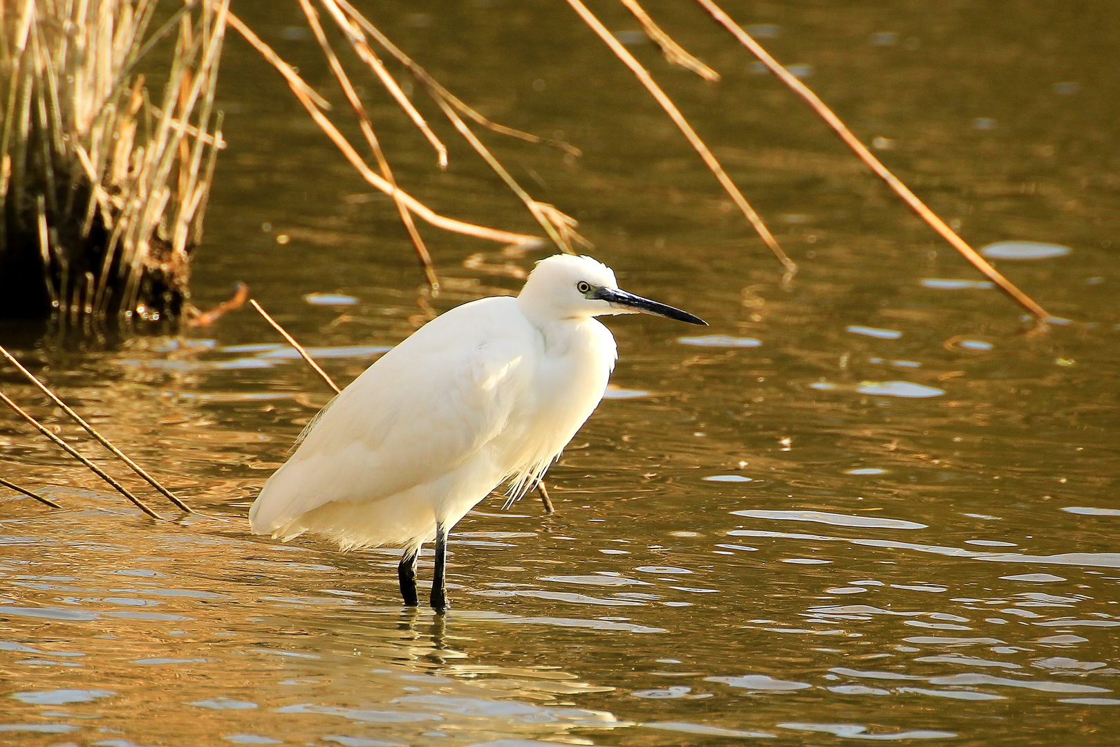 Seidenreiher (Egretta garzetta)