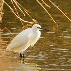 Seidenreiher (Egretta garzetta)