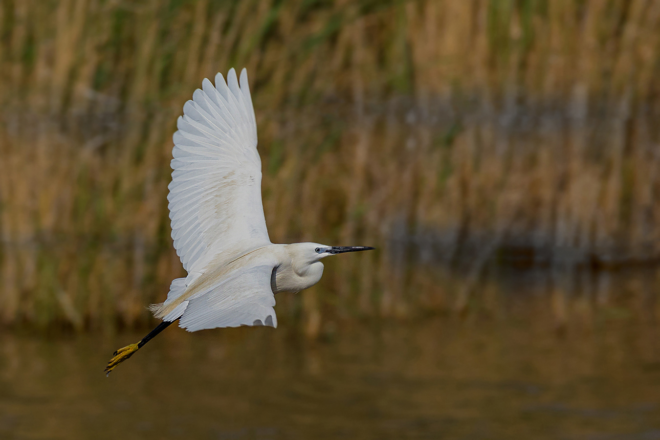 Seidenreiher (Egretta garzetta)