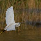 Seidenreiher (Egretta garzetta)